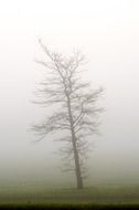 Landscape of lonely tree in a mist