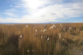 reed lake tranquil landscape