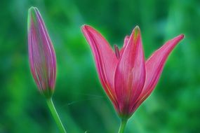 two pink lily buds on a flowerbed