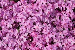 lots of pink spring flowers