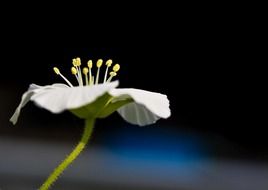 white blossom flower plant macro