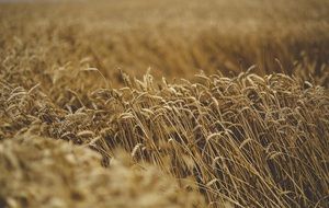 ripe golden cereal field moving by wind