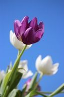 purple and white tulips on the field