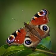 Amazing colorful peacock butterfly on the leaf of the plant