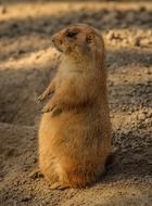 prairie dog stands straight on ground