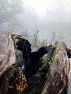 mist over the moor