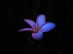 Blue flower on a black background