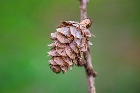 closeup of a pine cones