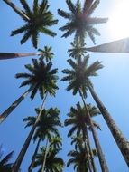 Sunny summer and palms