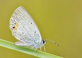 white butterfly macro