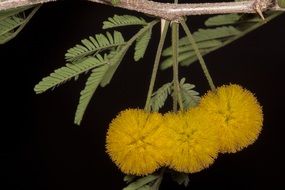 Beautiful yellow acacia flowers with green leaves at black background