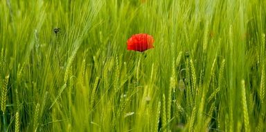 lonely red poppy among green grass