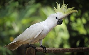 White older sibling parrot