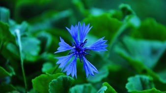 blue cornflower and bright green grass