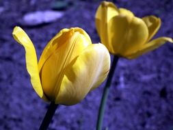 closeup photo of two yellow tulips on a dark blue background