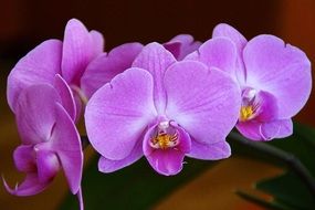 Violent orchid flower macro photo