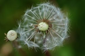 white dandelion flower in a meadow