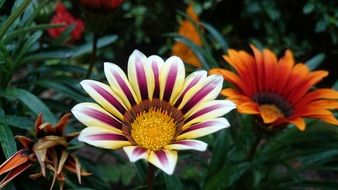 Exotic gazania flowers blossom