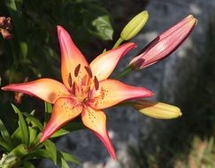 unusual beauty yellow pink flower
