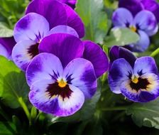 Violet pansy flowers blossom close-up