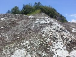 wild nature on a rock in sri lanka