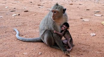 monkey mother and her child