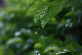 Close-up of the green plant in water drops