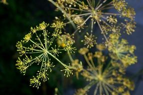 yellow dill umbrellas close-up on blurred background