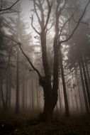 Awful dark wood frightening forest