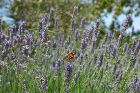 butterfly on lavender field close-up on blurred background