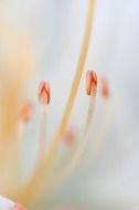 stamens of a large flower close-up