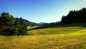 yellow grass in the meadow
