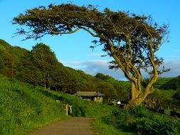 Green crooked tree in the countryside in england