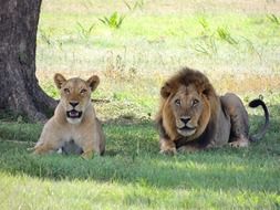 predatory lion and lioness in the wild
