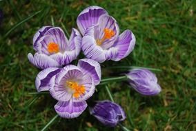purple crocus flowers