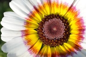 bright colorful daisy flower, macro