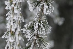 frozen pine needles