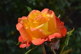 fragrant orange rose in the garden bed