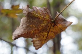 dry maple leaf