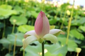 Bud of pink lotus flower