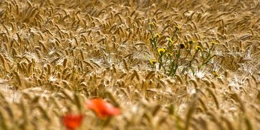 poppies and yellow flowers are found among the wheat field