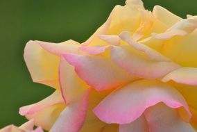 rose beige rose petals closeup