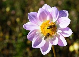 Bees on dahlia flower