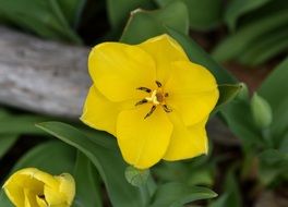 yellow tulip