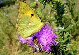 Green butterfly on a purple thistle flower