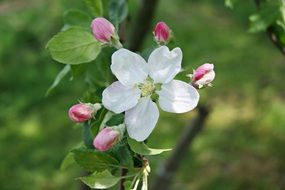 Photo of the white apple flower