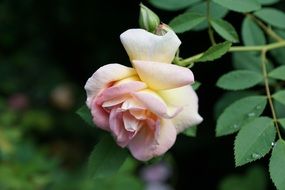 White blossom bloom rose macro photo