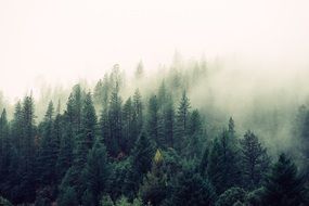 Misty fir trees in the forest