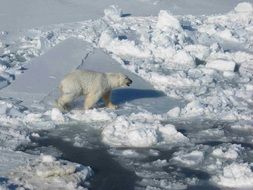bear polar ice floating arctic