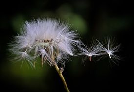 dandelion during the wind